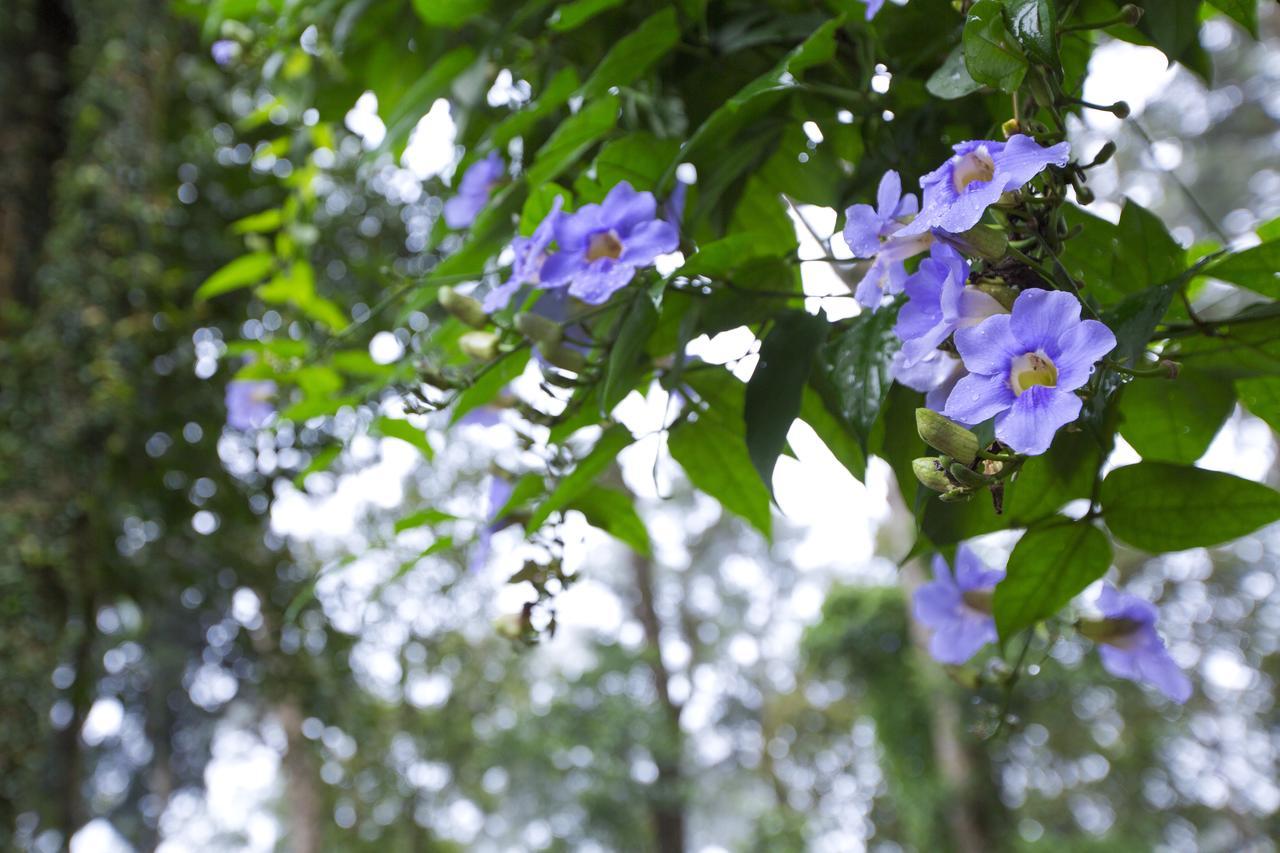 Madhumanthra Resort - Homestay Munnar Exteriér fotografie